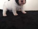 Chiots bouledogue français à donner 