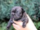 Chiots bouledogue français à adopter 