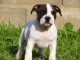 Chiots staffie à adopter 