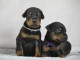 chiots dorberman a donner 