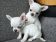 je donne chiot chihuahua mâle et femelle 