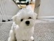 Dons chiot bichon maltais mâle a donner 