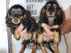 chiots teckel nain disponible 