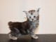bébé chaton Maine coon 
