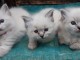 magnifique chatons ragdoll a donner 