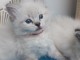 bébé chaton ragdoll femelle 