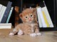 adorable chaton Maine coon disponible 