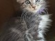 chaton Maine coon disponible 