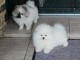 dons chiot type spitz allemand 