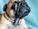 bébé chiot bouledogue français disponible 