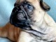 Dons chiot bouledogue français disponible 