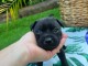 chiots staffordshire terrier mâle a donner 