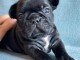 chiots bouledogue français disponible 