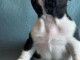 bébé chiot bouledogue français disponible 