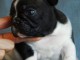 chiots bouledogue français à adopter 