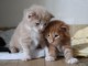 adorable chaton Maine coon à donner 