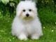 chiot coton de Tuléar à donner femelle 