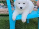 chiot samoyède a donner mâle 