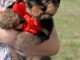 chiots Yorkshire terrier femelle à donner 
