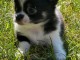 magnifique chiot chihuahua femelle 