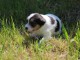 Chiots Parson Russel Terrier à vendre.