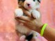 Chiots Berger Américain Miniature à adopter 