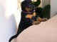 Chiots Berger de Beauce à vendre 