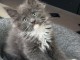 Maine coons loof certifiés - chatons or de France 🇫🇷