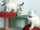 Chatons Sibérien à adopter 
