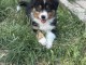 Dons chiot berger australien disponible 