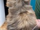Chiots Shih Tzu femelle adorable 