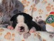 Chiots boston terrier à adopter 