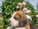 Dons chiot beagle lof femelle a donner 