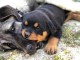 Chiot rottweiler à adopter 