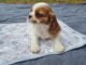chiots cavalier king charle à adopter 
