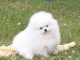 Chiots spitz nain disponible pour adoption 