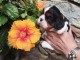 Adoption chiot cavalier king charle disponible 