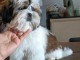 Bébé chiot Shih Tzu disponible 