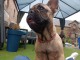 Chiots bouledogue français à donner 