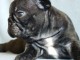 Adoption chiot bouledogue français 
