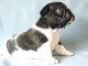 Adoption chiot bouledogue français 