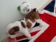 Chiots bulldog anglais 
