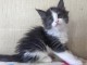 Chaton Maine coon à donner 