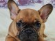 chiot bouledogue français à donner 