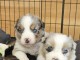 Bébé chiot type berger australien 