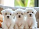 Chiots bichon frisé à donner 