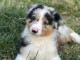 bébé chiot berger américain minuature 