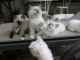 Magnifiques chatons disponibles