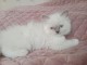 Chaton ragdoll a donner 