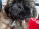 Adoption chiot Shih Tzu disponible 